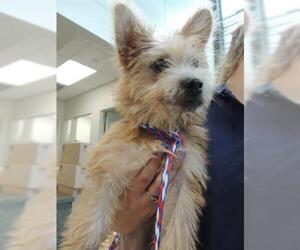 Cairn Terrier Dogs for adoption in Lacombe, LA, USA