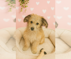 Poodle (Miniature)-Unknown Mix Dogs for adoption in Phoenix, AZ, USA