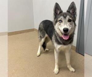 German Shepherd Dog-Siberian Husky Mix Dogs for adoption in Aurora, CO, USA