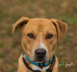 Labrador Retriever-Staffordshire Bull Terrier Mix Dogs for adoption in Chouteau, OK, USA