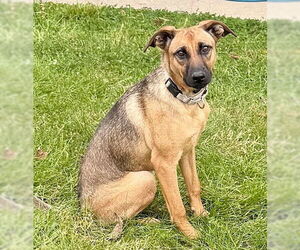 Mutt Dogs for adoption in Genesee, WI, USA