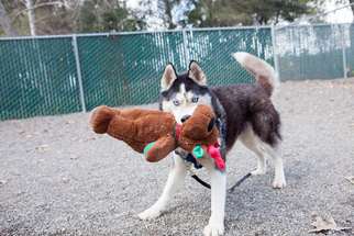 Alaskan Husky-Unknown Mix Dogs for adoption in Woodland, CA, USA