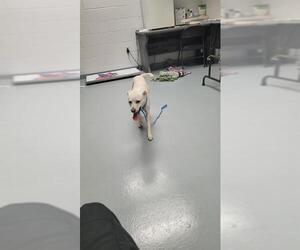 Labrador Retriever-Unknown Mix Dogs for adoption in St. Cloud, FL, USA