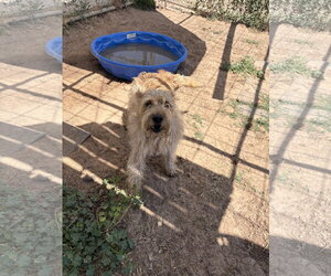 Mutt Dogs for adoption in Amarillo, TX, USA