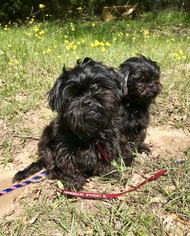 Shih Tzu Dogs for adoption in Rockaway, NJ, USA