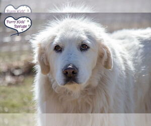 Golden Retriever-Unknown Mix Dogs for adoption in Lee's Summit, MO, USA