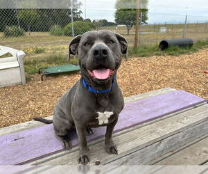 American Pit Bull Terrier-Unknown Mix Dogs for adoption in McKinleyville, CA, USA