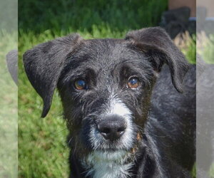 Mutt Dogs for adoption in Huntley, IL, USA