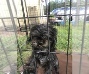 Shih Tzu Dogs for adoption in Albany, GA, USA