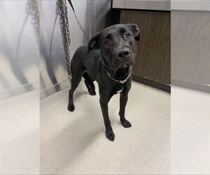 Mastiff-Unknown Mix Dogs for adoption in Fairbanks, AK, USA