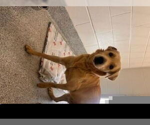 Labrador Retriever Dogs for adoption in Houston, TX, USA