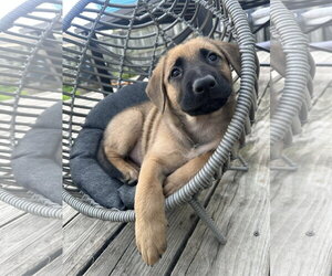 Mutt Dogs for adoption in Germantown, OH, USA