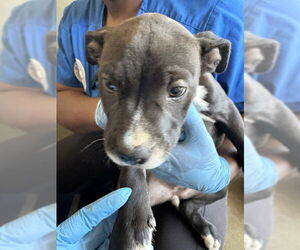 American Pit Bull Terrier Dogs for adoption in San Bernardino, CA, USA