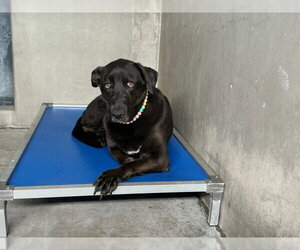 Labrador Retriever-Unknown Mix Dogs for adoption in San Bernardino, CA, USA