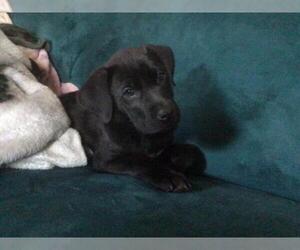 Labrador Retriever Dogs for adoption in Newaygo, MI, USA