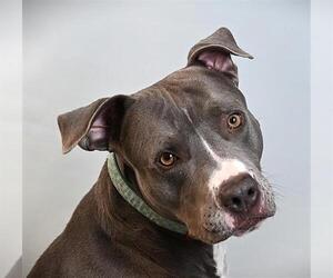 Mutt Dogs for adoption in Fort Collins, CO, USA