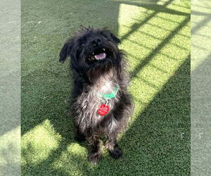 Poodle (Miniature)-Unknown Mix Dogs for adoption in Tempe , AZ, USA