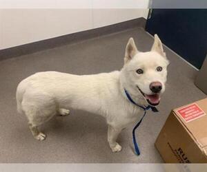 Siberian Husky Dogs for adoption in HESPERIA, CA, USA