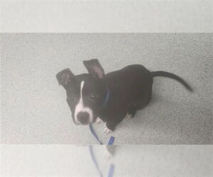 American Staffordshire Terrier Dogs for adoption in Tallahassee, FL, USA