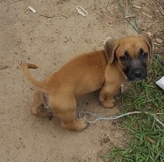 Basset Hound-Unknown Mix Dogs for adoption in DeLand, FL, USA