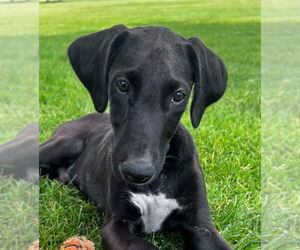 Greyhound-Unknown Mix Dogs for adoption in Laramie, WY, USA