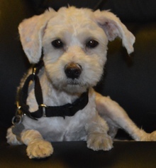 Maltese Dogs for adoption in Palo Alto, CA, USA