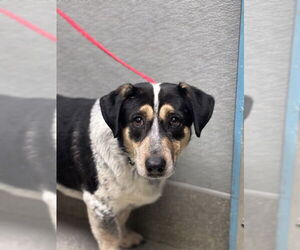 Mutt Dogs for adoption in Las Vegas, NV, USA