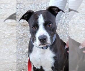 Boxador Dogs for adoption in Dalzell, SC, USA