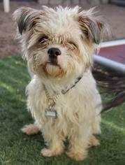 Shih Tzu Dogs for adoption in phoenix, AZ, USA
