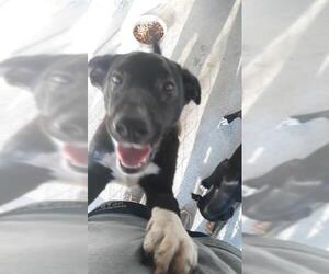 Labrador Retriever Dogs for adoption in Camden, TN, USA