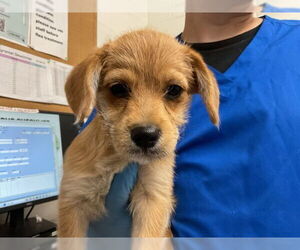 Mutt Dogs for adoption in San Bernardino, CA, USA