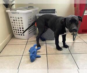 Staffordshire Bull Terrier Dogs for adoption in Pasadena, CA, USA