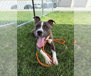 American Pit Bull Terrier Dogs for adoption in Louisville, KY, USA