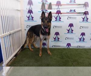 German Shepherd Dog Dogs for adoption in Orlando, FL, USA