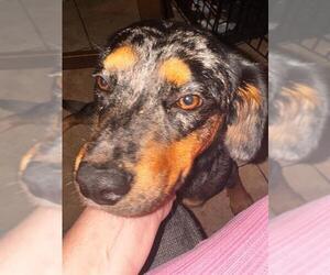 Catahoula Leopard Dog-Unknown Mix Dogs for adoption in San Antonio, TX, USA