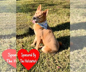 Chow Chow-Unknown Mix Dogs for adoption in San Leon, TX, USA
