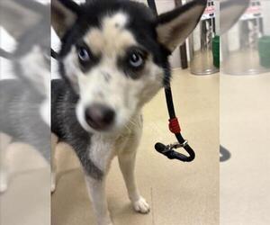 Siberian Husky Dogs for adoption in Derwood, MD, USA