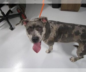 Catahoula Leopard Dog-Unknown Mix Dogs for adoption in Temple, TX, USA