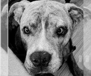 Bulldog Dogs for adoption in Colorado Springs, CO, USA