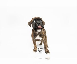 Medium Photo #1 Boxer Puppy For Sale in Brights Grove, Ontario, Canada