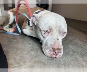 American Bulldog-Unknown Mix Dogs for adoption in Tavares, FL, USA