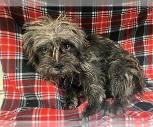 Cairn Terrier Dogs for adoption in HESPERIA, CA, USA