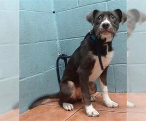 American Pit Bull Terrier-Unknown Mix Dogs for adoption in Downey, CA, USA