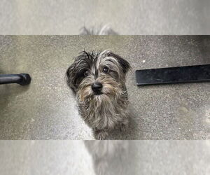 Mutt Dogs for adoption in Redwood City, CA, USA
