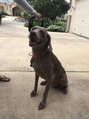 Weimaraner Dogs for adoption in Dallas, TX, USA