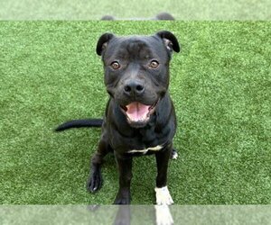 American Pit Bull Terrier-Unknown Mix Dogs for adoption in West Palm Beach, FL, USA