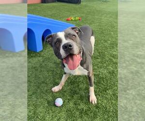 American Staffordshire Terrier Dogs for adoption in San Francisco, CA, USA