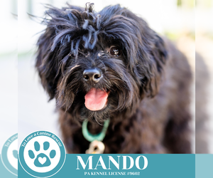 Maltese-Unknown Mix Dogs for adoption in Kimberton, PA, USA