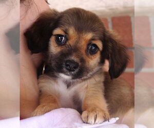 Medium Photo #2 Chug Puppy For Sale in Carrollton, TX, USA