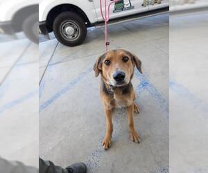German Shepherd Dog-Unknown Mix Dogs for adoption in Bakersfield, CA, USA